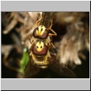 Eupeodes corollae - Gemeine Feldschwebfliege 05g.jpg